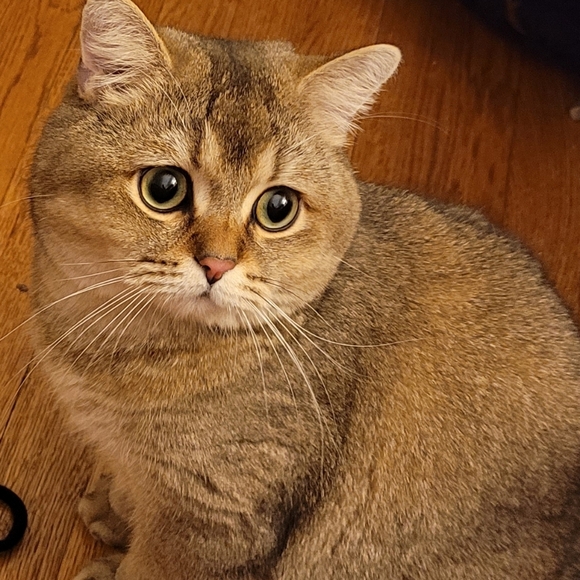 ✨️ CS 🪽 - Picture 5 of 6